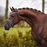 DORTHEASMINDES ROCKEY 3.jpg