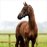 CHICAGO MAJLUND 1.jpg