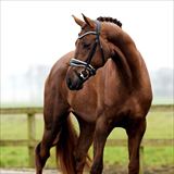 CHICAGO MAJLUND 2.jpg