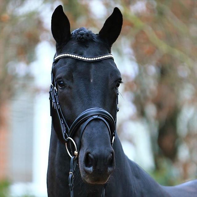 VAGABOND