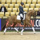 ROSEBANK VH Stallion.jpg