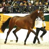 SYRIANO (SALIX ESKEMOSE) .jpg