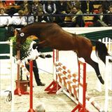 SYRIANO (SALIX ESKEMOSE) 1.jpg