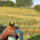 IMG_4209.jpeg