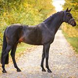 WH FOLLOW HIM'S SCHOENWEIDE 2.jpg