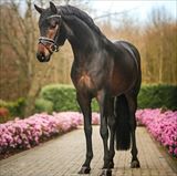 WH FOLLOW HIM'S SCHOENWEIDE 1.jpg