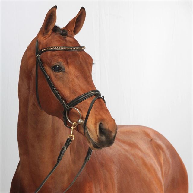BLUE HORS EDELMAN