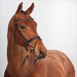BLUE HORS EDELMAN 1.jpg