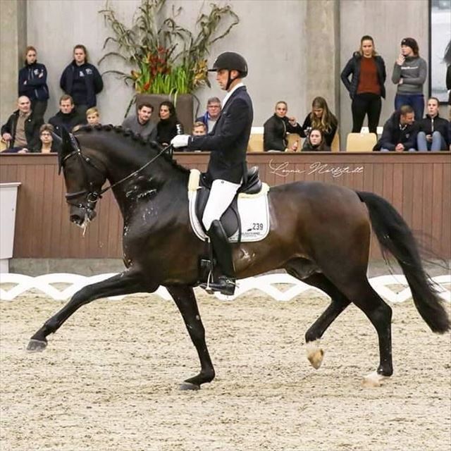 Årets hingst i Dansk Varmblod