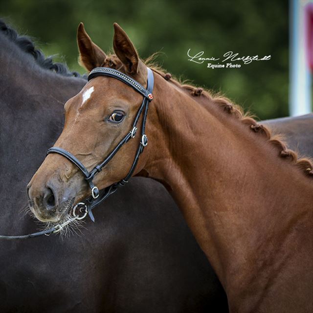 STRAIGHT HORSE SANZA