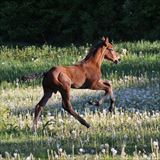 DSC_0706.JPG