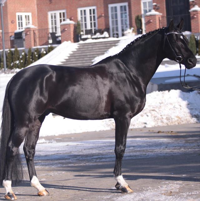 FINCKENSTEIN TSF