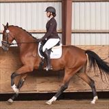 TG Hector nygalop.jpg