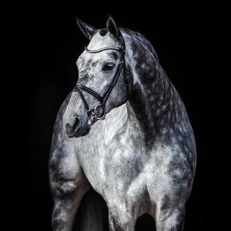 CHARTHAGO BLUE OLD