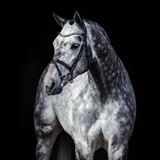 CHARTHAGO BLUE OLD.jpg