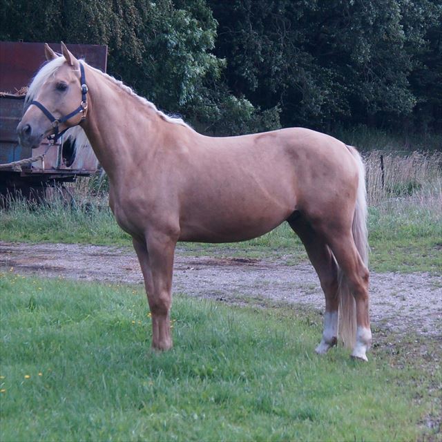 MOELLEAAENS GOLDEN ARES