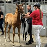 LANGESKOVS MY CASSIOPEIA