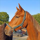 LANGESKOVS MY CASSIOPEIA 2.jpg