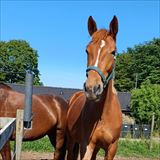 LANGESKOVS MY CASSIOPEIA 3.jpg