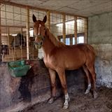 LANGESKOVS MY CASSIOPEIA.jpg