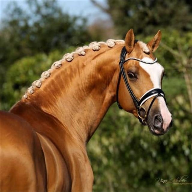 ZAFFERANO (SWB)