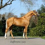 Zafferano 1325 1.jpg