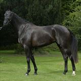 Valløs Miss Doolittle.jpg