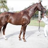 SURREY HILLS VICTOR 1.jpg