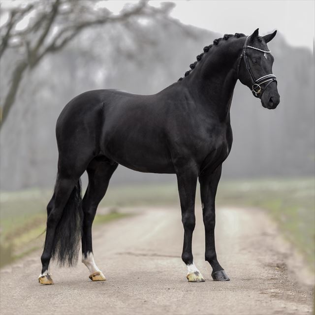 BLUE HORS PURPLE RAIN