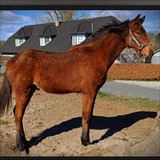 LANGESKOVS BAROCCO 1.jpg