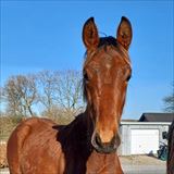 LANGESKOVS BAROCCO 2.jpg