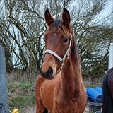 LANGESKOVS BAROCCO.jpg