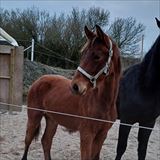 LANGESKOVS BAROCCO 3.jpg