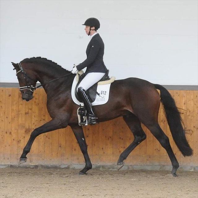 BLUE HORS LUTON