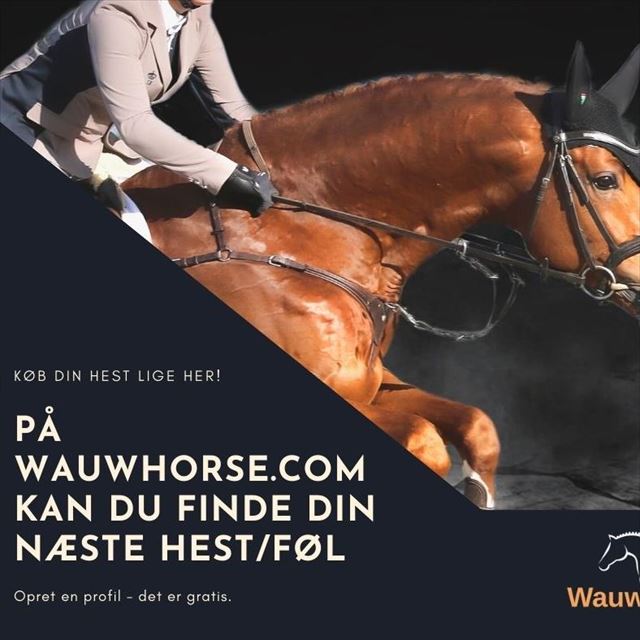 Heste til salg på Wauwhorse