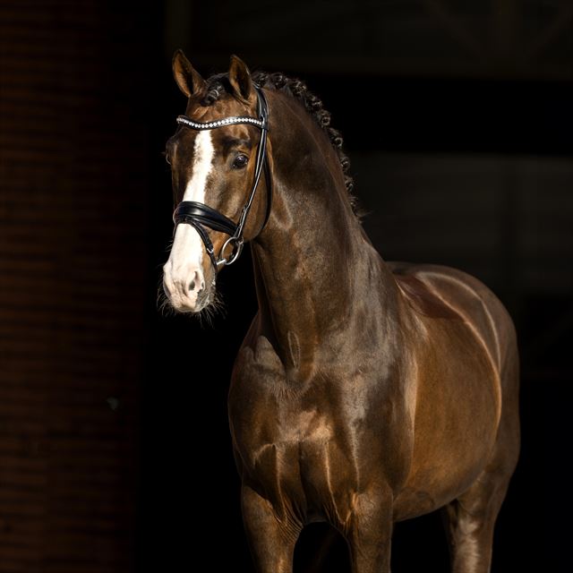 Blue Hors Don Olymbrio er i dag gået bort