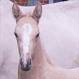 MOELLEAAENS GOLDEN GODDESS