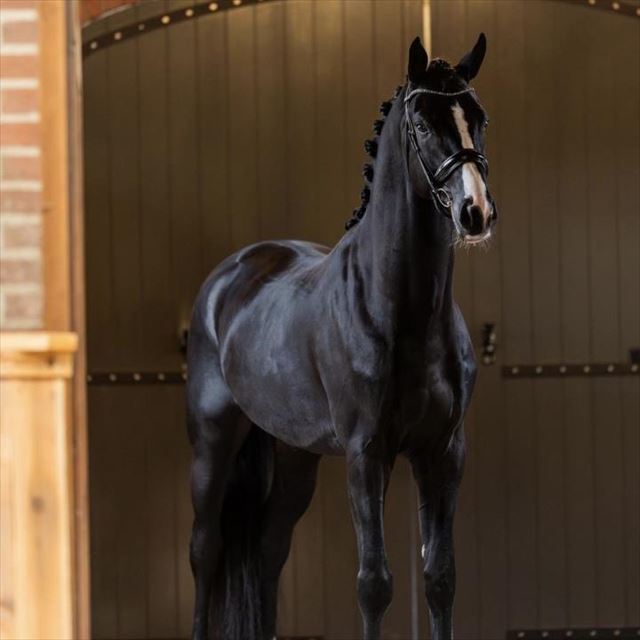 ROYAL DYNAMIC
