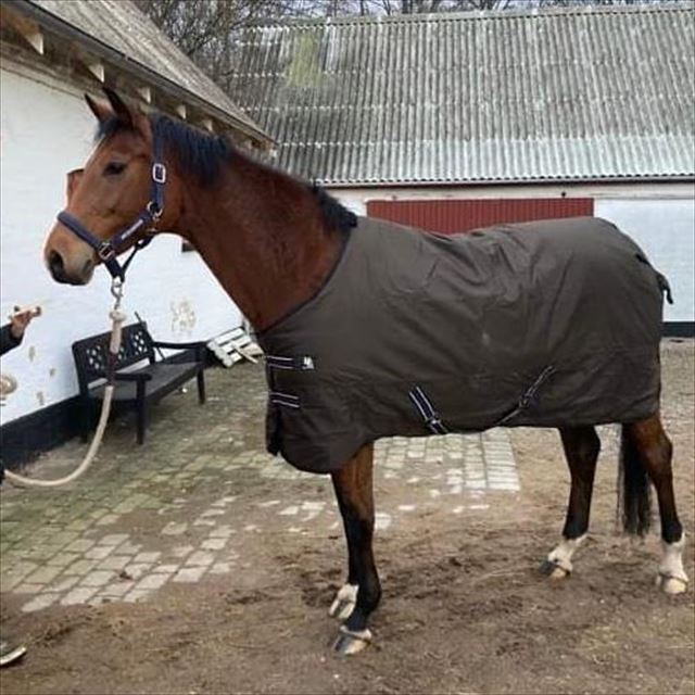 Z-FANNY
