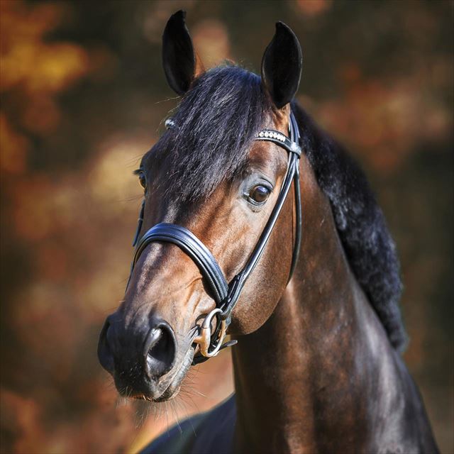 FEU D'OR