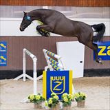 WH Querido VG Z 2.jpg