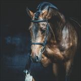 WH Dourkhan Hero Z.jpg