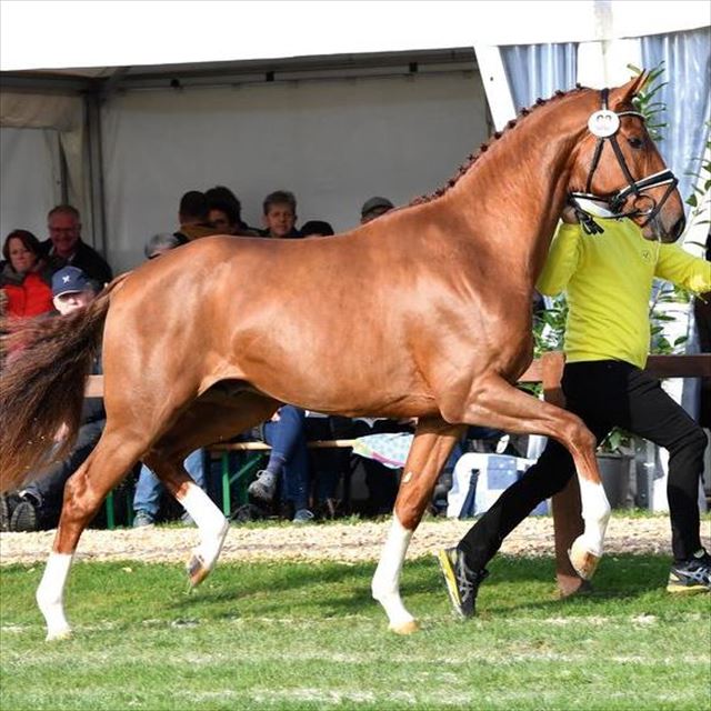 BLUE HORS FABION