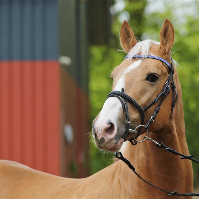 MOELLEAAENS GOLDEN SPIRIT