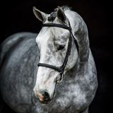 WH CUMANO ALPHA Z 1.jpg