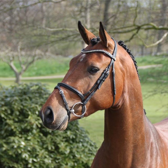 VINCENZO ASK