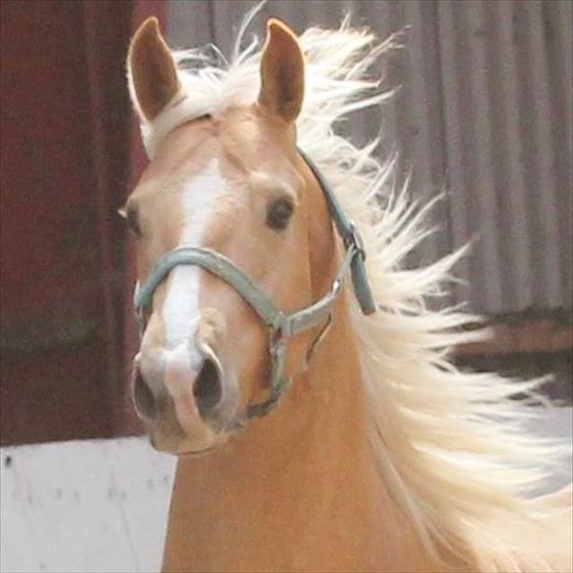 MOELLEAAENS GOLDEN OHIO