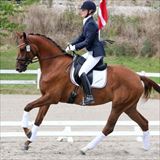 STRAIGHT HORSE ROZINA 2.jpg