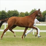 STRAIGHT HORSE ROZINA 1.jpg