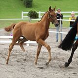STRAIGHT HORSE ROZINA føl.jpg